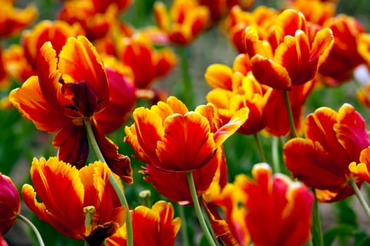 a bed of red tulips with yellow trim.