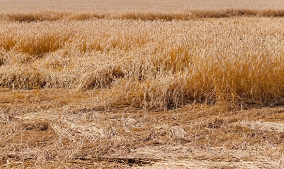 wheat destroyed by bad weather. some ears lie on the earth