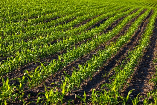 an agricultural field on which grow up corn