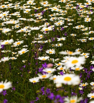 rural field where blooming medical chamomile. summer