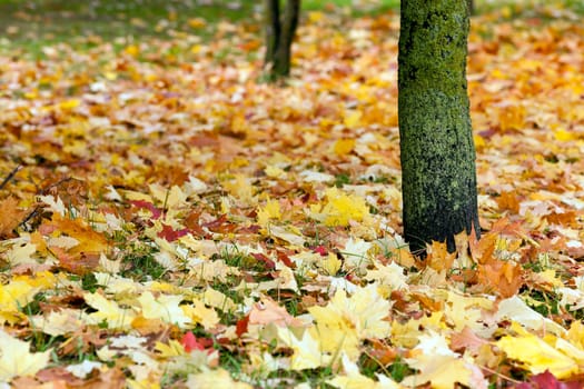 The fallen leaves on the trees to the ground. Autumn. City Park.