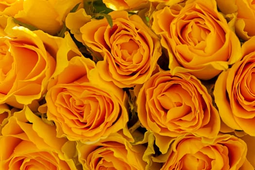 a large number of yellow roses. Close up.