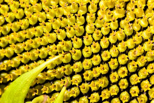 the flower of the ripening sunflower photographed by a close up. small depth of sharpness