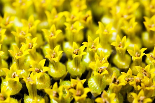 the flower of the ripening sunflower photographed by a close up. small depth of sharpness