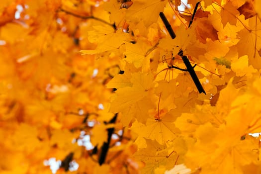 yellow maple leaves on a tree. Autumn. Close-up.