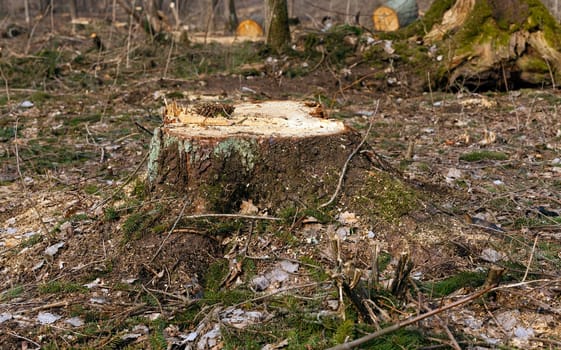 the old cut-down and sawn trees. close up, small depth of sharpness
