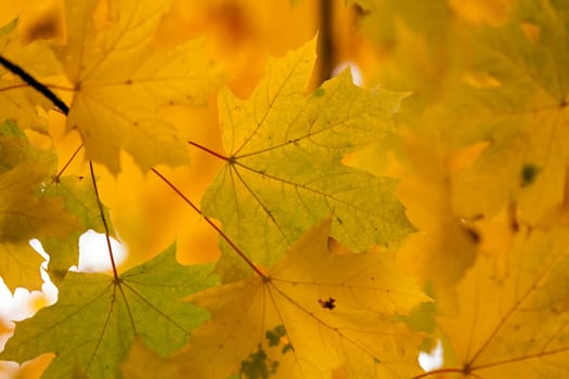 yellow maple leaves on a tree. Autumn. Close-up.