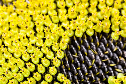the flower of the ripening sunflower photographed by a close up. small depth of sharpness