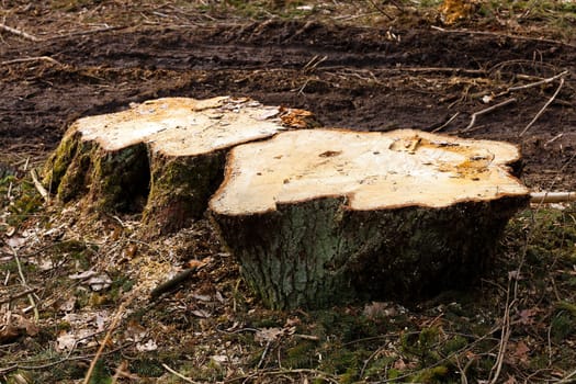 the old cut-down and sawn trees. close up, small depth of sharpness