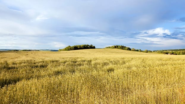 Agricultural field on which grow wheat. Stormy weather.