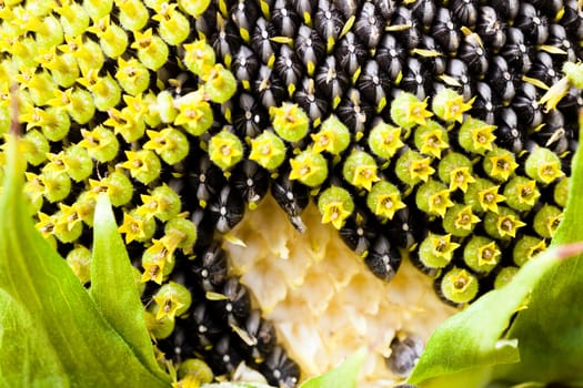 the flower of the ripening sunflower photographed by a close up. small depth of sharpness
