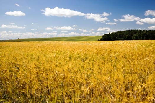 a field on which mature wheat grows.