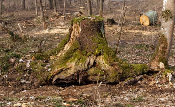 the old cut-down and sawn trees. close up, small depth of sharpness