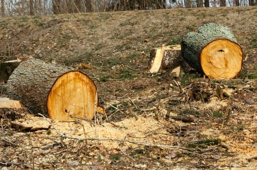 the old cut-down and sawn trees. close up, small depth of sharpness