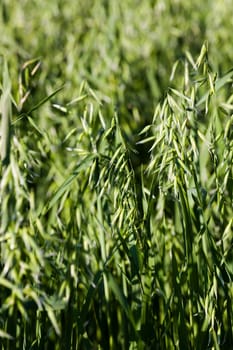 the photo which shows a spike oats with inflorescences. Close-up.
