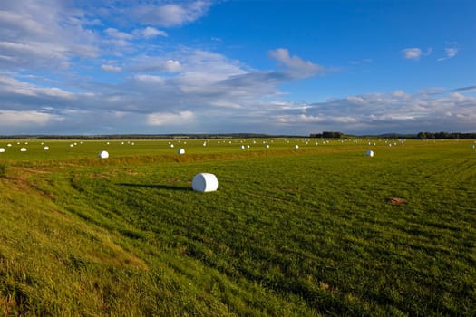 the grass packed into bales for feeding animal in a winter season