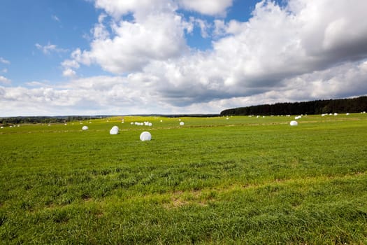 the grass mown and packed into bales intended for feeding of animals in the winter