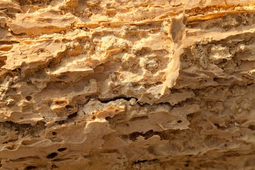 the tree, destroyed by termites. Close up.