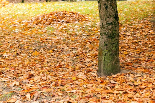 leaves on the trees fell on the ground, huddled together. Autumn. City Park.