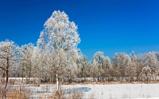 the trees covered with snow, growing in a winter season