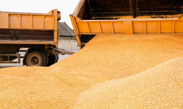 the corn unloaded in a heap after last harvesting