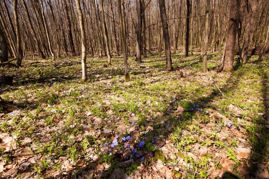the spring wood with the first spring flowers