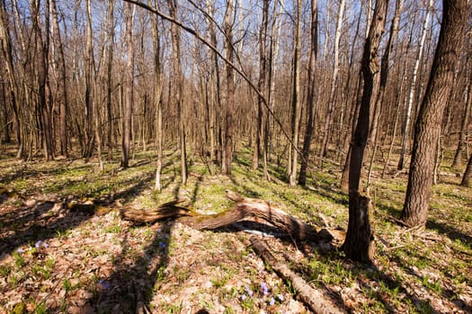 the spring wood with the first spring flowers