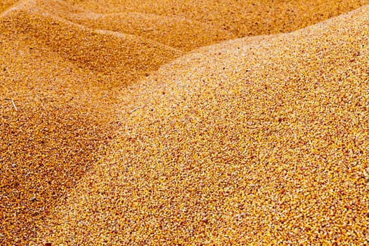 the corn unloaded in a heap after last harvesting