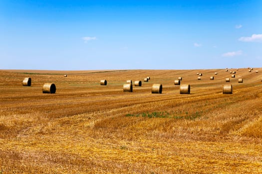 an agricultural field on which lie a straw stack after wheat harvesting