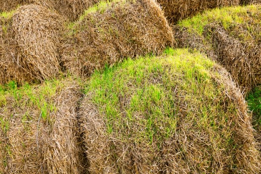 wheat sprouts which sprouted on the stacks of straw put after cleaning of a crop