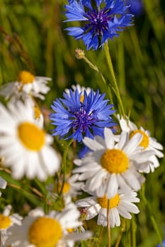 the flowers of a white camomiles photographed by a close up