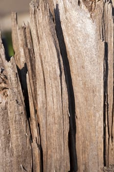 part of a tree which is split and on which bark dried up. Close up.