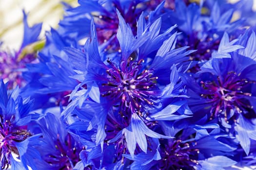 the cornflower of blue color photographed by a close up