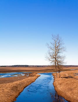 small river in the field - shore grows lonely tree. Autumn.