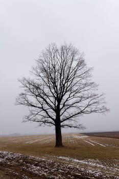 the trees covered with snow, growing in a winter season