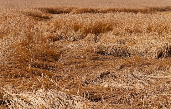 wheat destroyed by bad weather. some ears lie on the earth