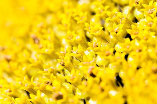 the flower of the ripening sunflower photographed by a close up. small depth of sharpness