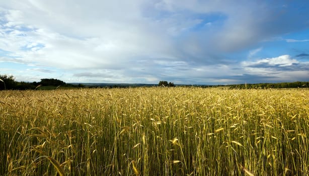 Agricultural field on which wheat germ begins to rise. Blue sky.