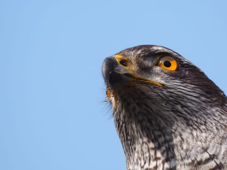 hawk