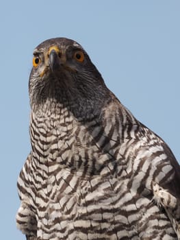hawk