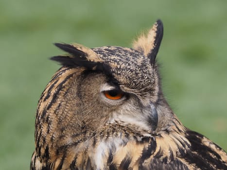 eagle owl