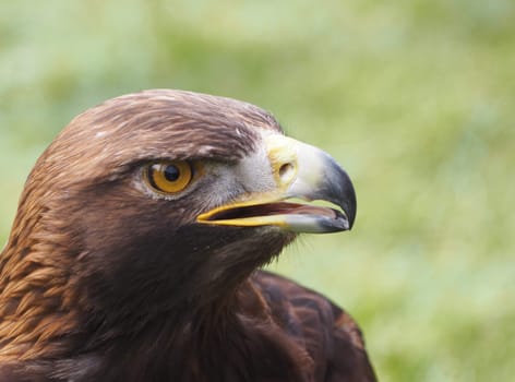 golden eagle