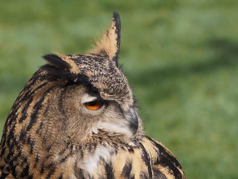 eagle owl