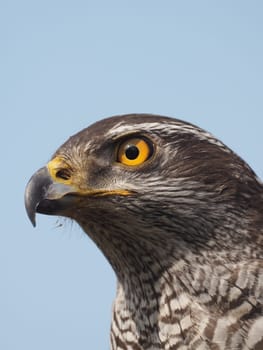 hawk