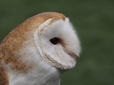 barn owl