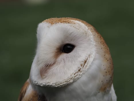 barn owl
