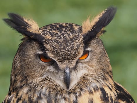eagle owl