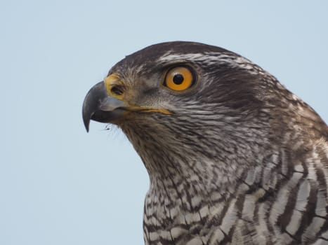 hawk