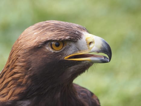 golden eagle