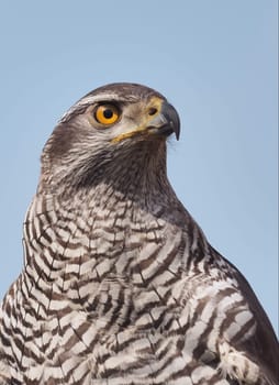 hawk
